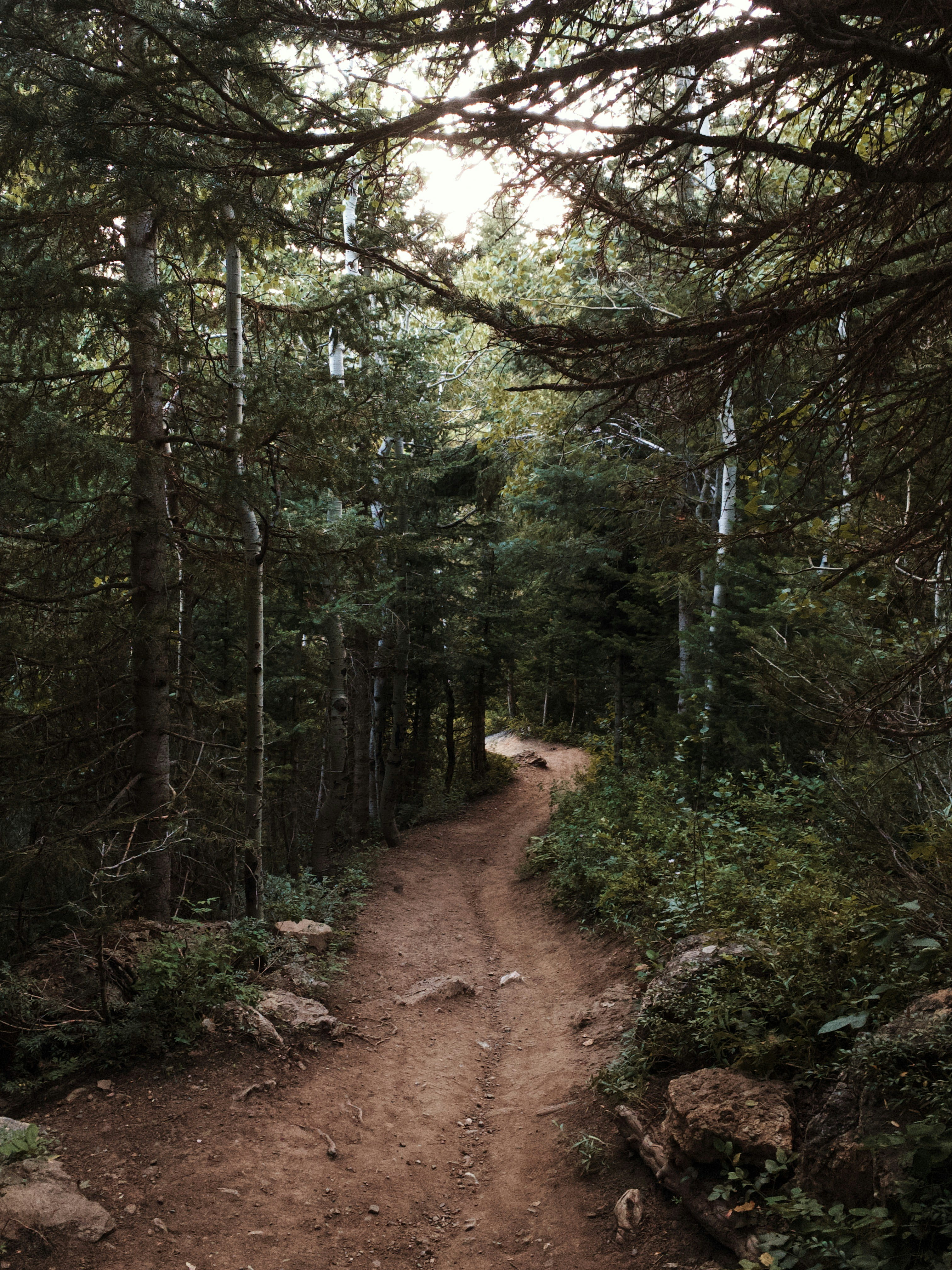 Dirt path winding through a dense pine and aspen forest